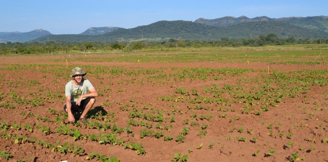 Jimmy Burridge oversees a successful low phosphorus trial at Sussundenga Research Station in Mozambique.