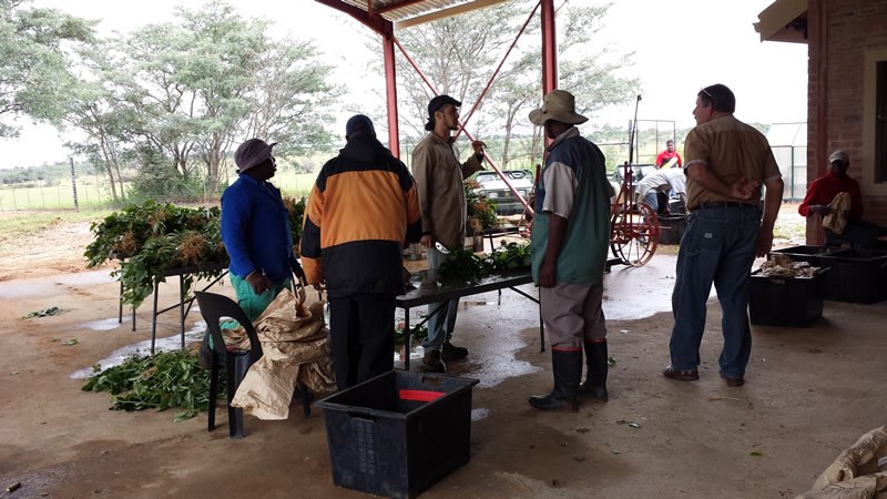 Jimmy Burridge, PhD candidate, leads phenotyping of legumes with contrasting root system architecture at Ukulima farm in South Africa, March 2014.