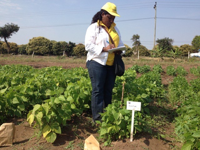 Co-PI and lead bean breeder in Mozambique, Celestina Jochua evaluates advanced trials of her new varieties that are to be released in 2017.