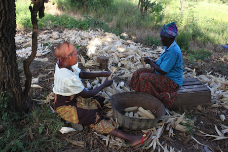 Shucking corn in Rotanda to prepare sadsza. Photo by Allison Smythe
