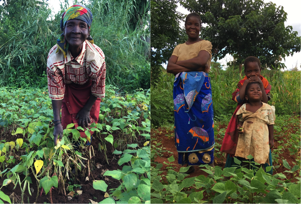 Farmers in Angonia standing with on-farm trials of new bean variety 