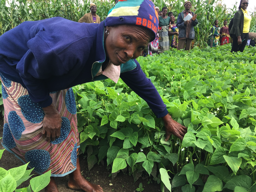 Farmer in Dedza region proudly shows off one of the new lines in their on-farm field trial.