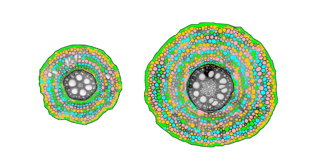 Imaged processed with Rootscan2, highlighting different cell files
