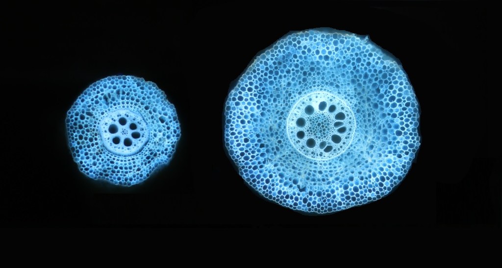 To-scale image comparing two maize roots with different cell file number
