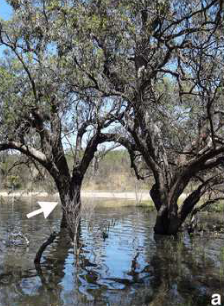 Flooded black-box eucalyptus tree in Australia