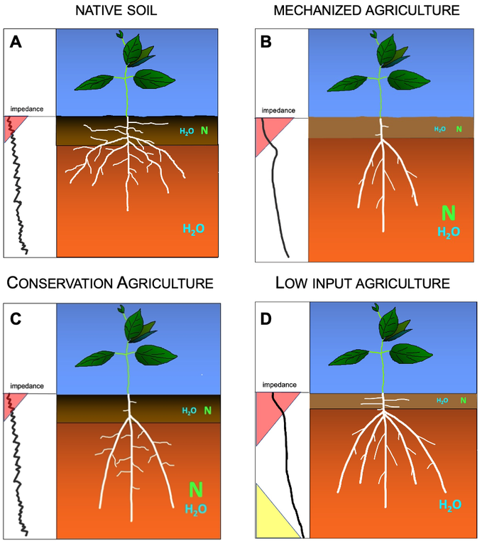 Conceptual diagram of 4 dominant soil environments for crop cultivation and root ideotypes for them.