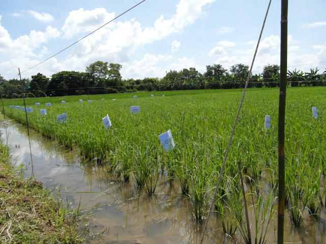 rice trials in Thailand led by Jonaliza Siangliw