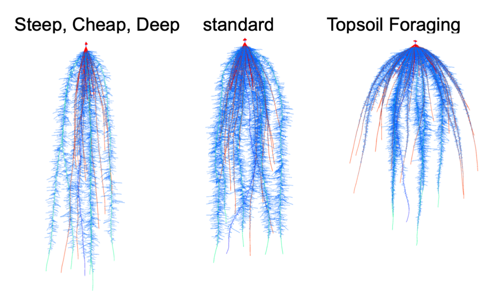 contrasting maize root architectures