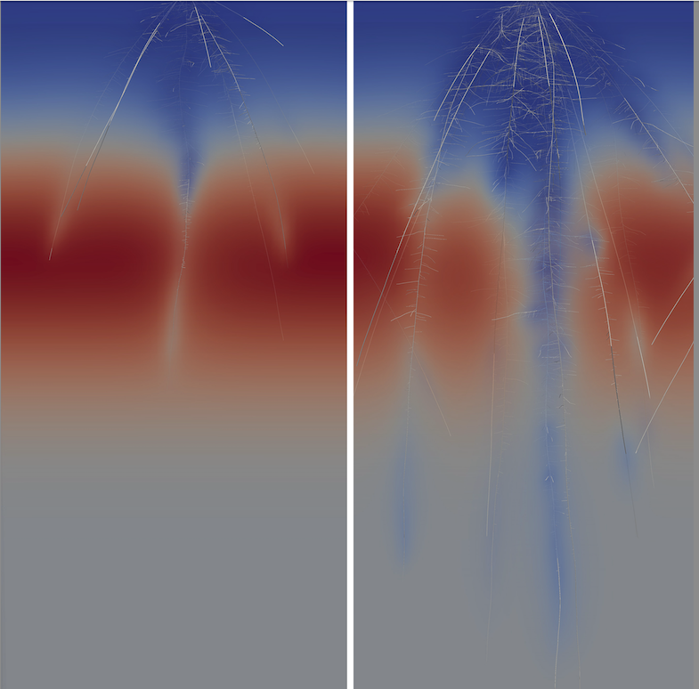 maize N capture modeled in OpenSimRoot