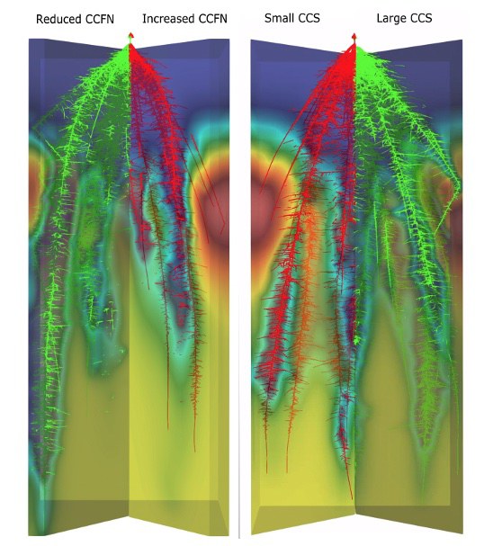 Visualized output of the simulated root architecture of reduced CCFN (right panel, green), increased CCFN (right panel red), small CCS (left panel, red) and small CCS (left panel, green) under moderated N stress. The continuous gradient from red to blue in the simulated soil represents the nitrogen depletion by the root uptake and leaching.