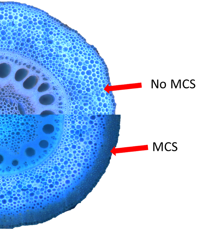 MCS in a maize root