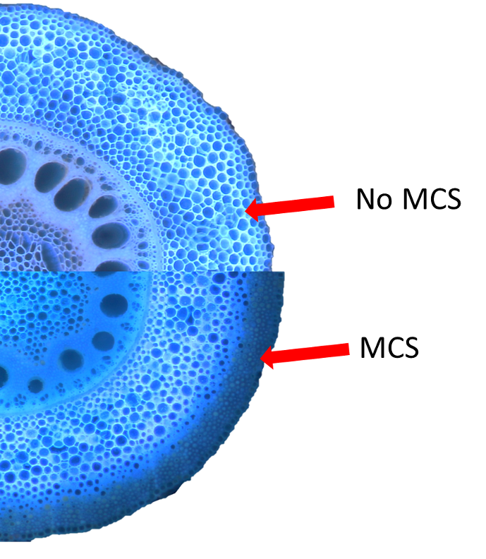 sclerenchyma in stems