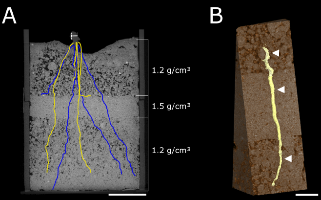 maize roots penetrating a hard soil layer visualized with X Ray CT