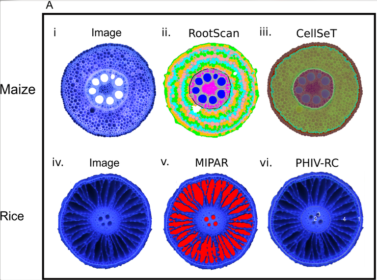 Models of root anatomy