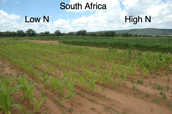 Low N field trials in South Africa