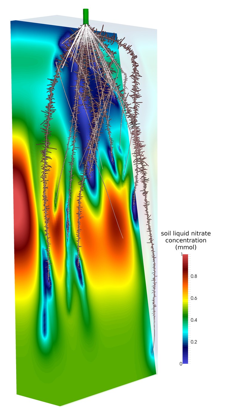 Simulated 40 day old maize root system. SimRoot was coupled to the soil hydraulic model SWMS3D to model soil nitrate depletion (color legend). Roots have dilated dark background for contrast. The soil volume was sliced to display the roots.