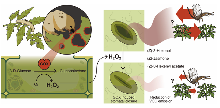 Graphical summary. Salivary glucose oxidase (GOX) of Helicoverpa zea larvae induces stomatal closure and inhibits emission of HIPVs involved in plant communications and defenses. The direct involvement of H2O2 is speculative.