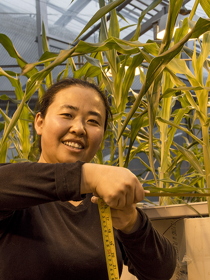 Dr. Qun Wang measuring maize leaves