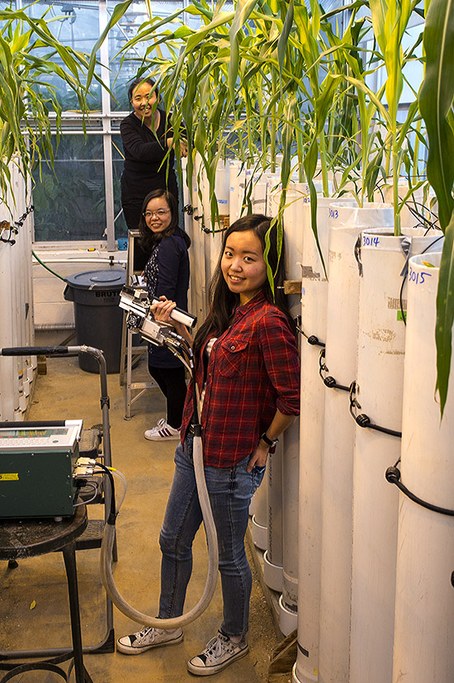 Maize experiment growing in mesocosms