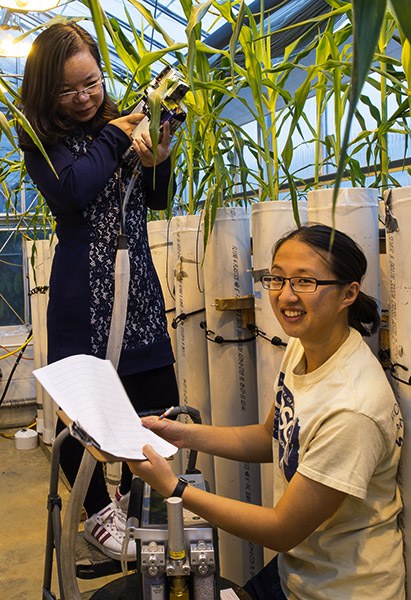 PhD student Jennifer Yang and visiting scholar Baoru Sun using the Li-Cor 6400 to obtain photosynthesis measurements