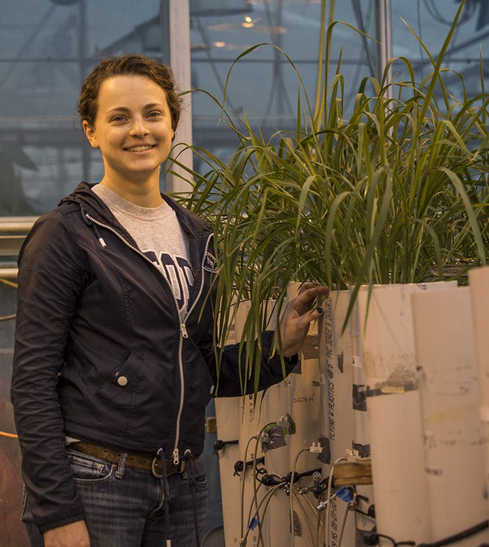 PhD student Jenna Reeger researches upland rice roots in response to drought stress. 