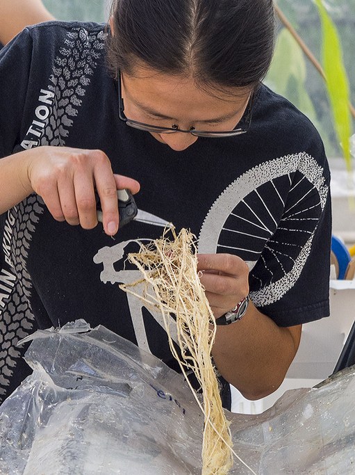 Removing a sample from maize root system