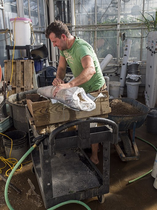 Michael Williams shown removing plastic liner and plant from mesocosm tube