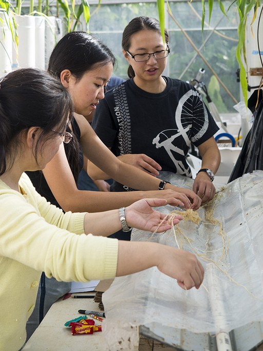 Jenn Yang, rotating student Olivia (Sihui) Gao and Baoru Sun sampling maize root system PB030251.jpg