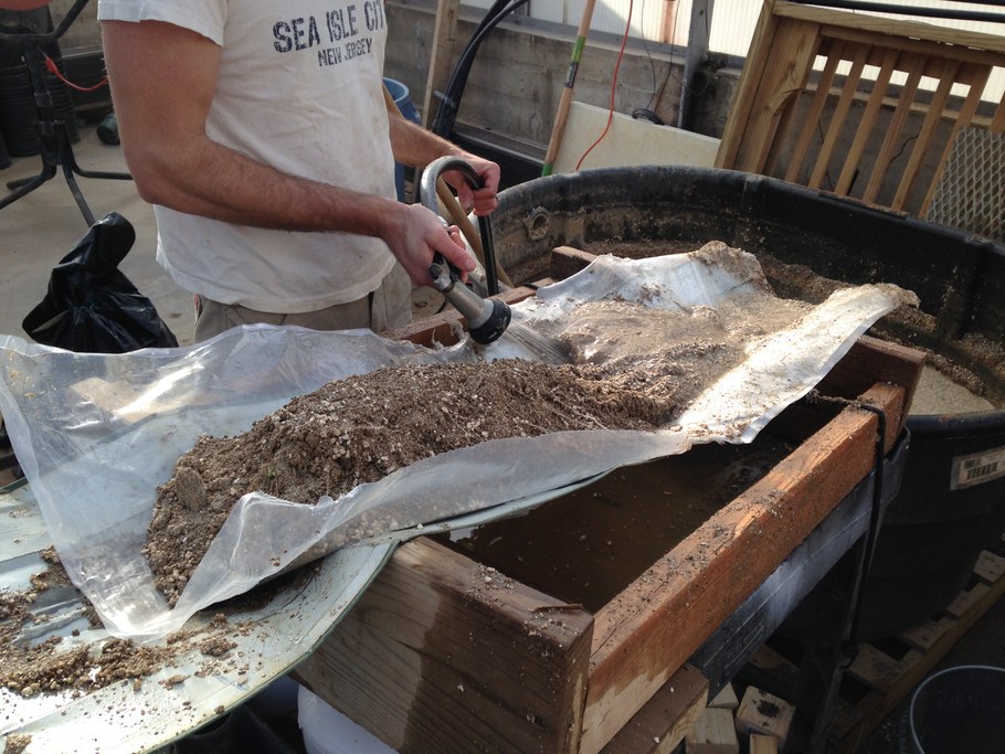 washing rice roots from mesocosm.JPG