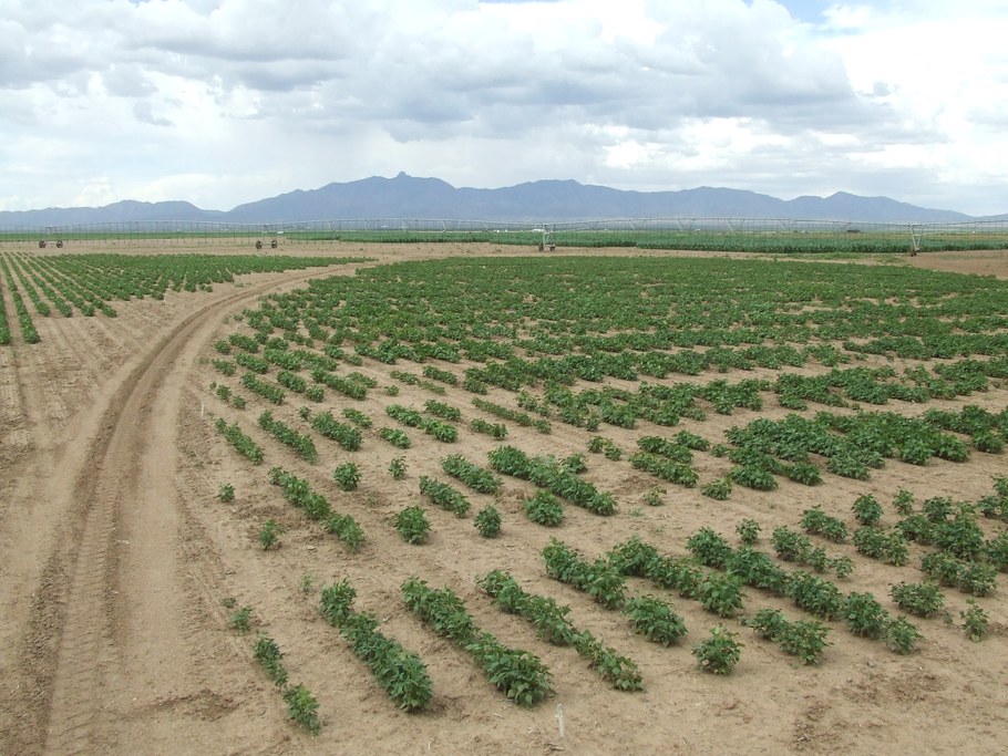 Bean trials