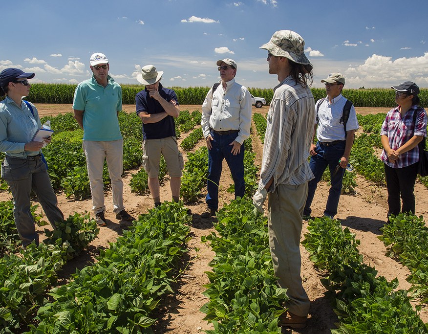 Ph.D student Jimmy Burridge and Dr. Jonathan Lynch showing the bean plots to a group of scientists visiting from The Samuel Roberts Noble Foundation.