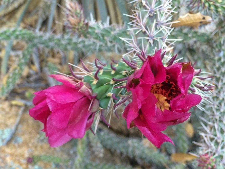 A cactus in bloom.