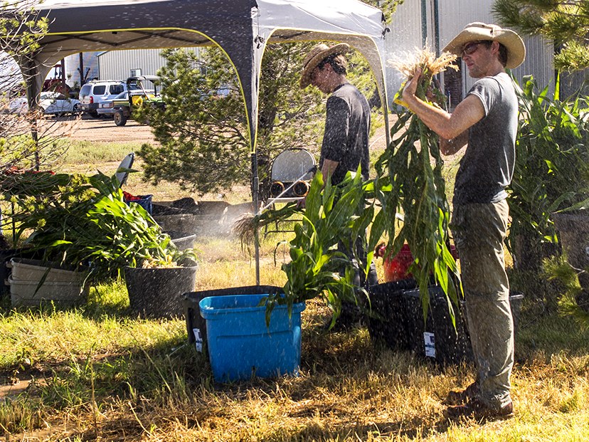 Roots must be thoroughly washed before being processed for sampling.