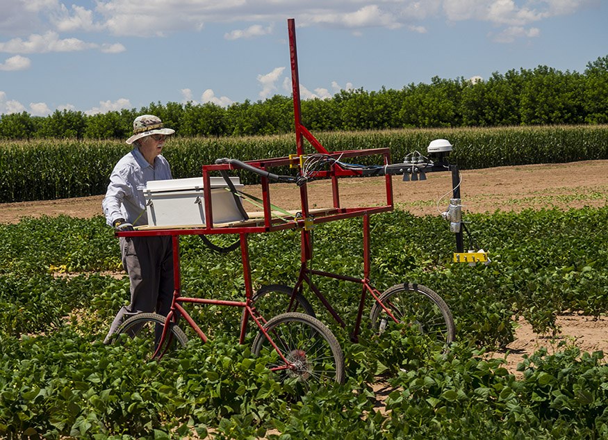 This cart was built for our use in bean research.  The cart has a GPS unit for marking the exact location of each plot, a datalogger to record data, proximity sensors to measure canopy height and IR sensors to measure canopy temperature. 