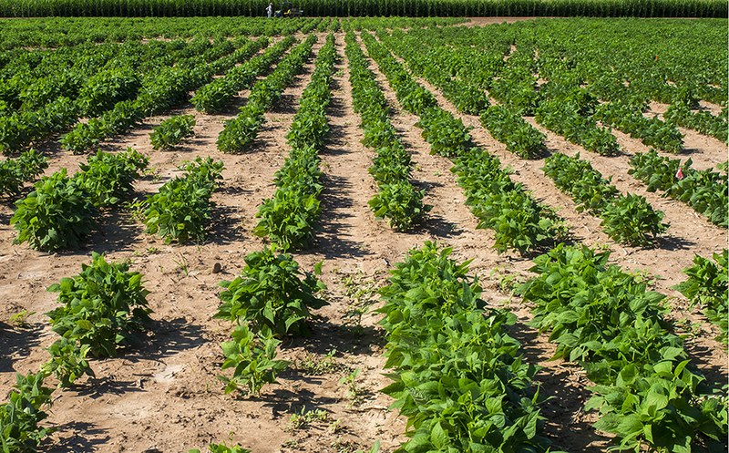 Head-on view of legume plots at ARBC