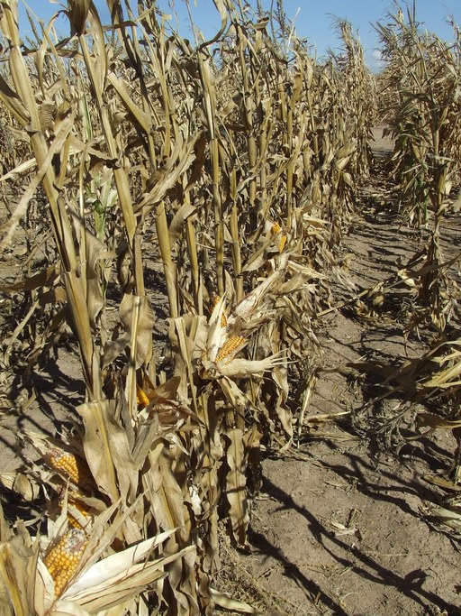 Maize trials