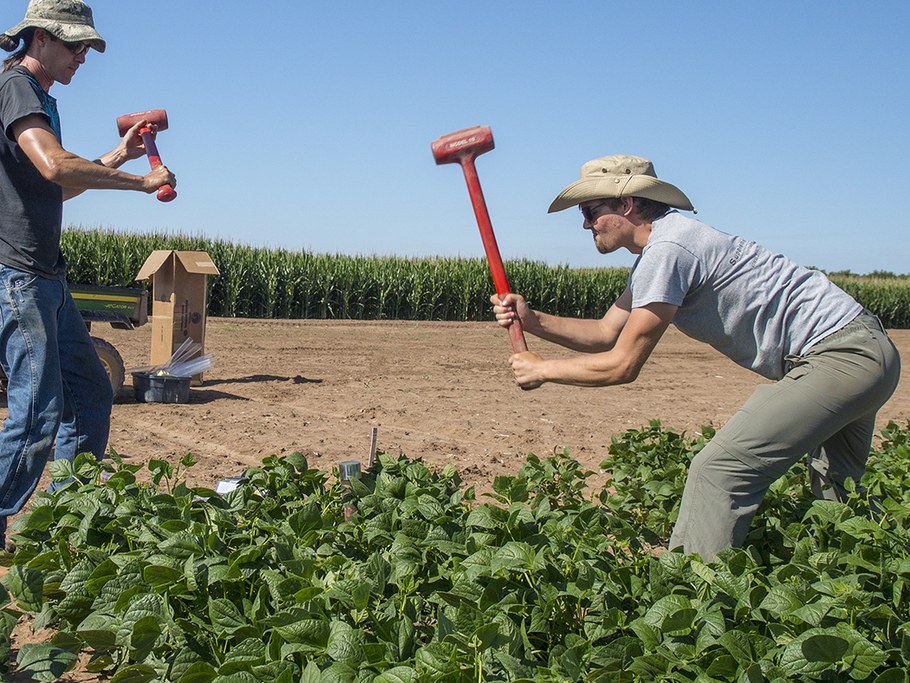 Soil cores were collected in maize and beans plots.