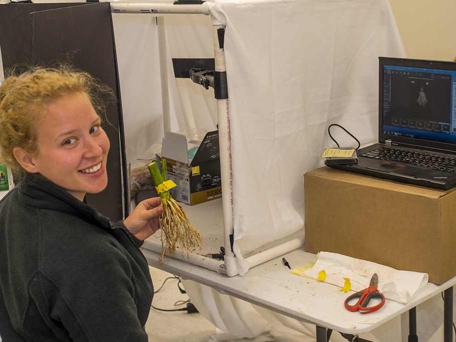 Ph.D student Hannah Schneider photographing maize root crowns for architectural analysis.