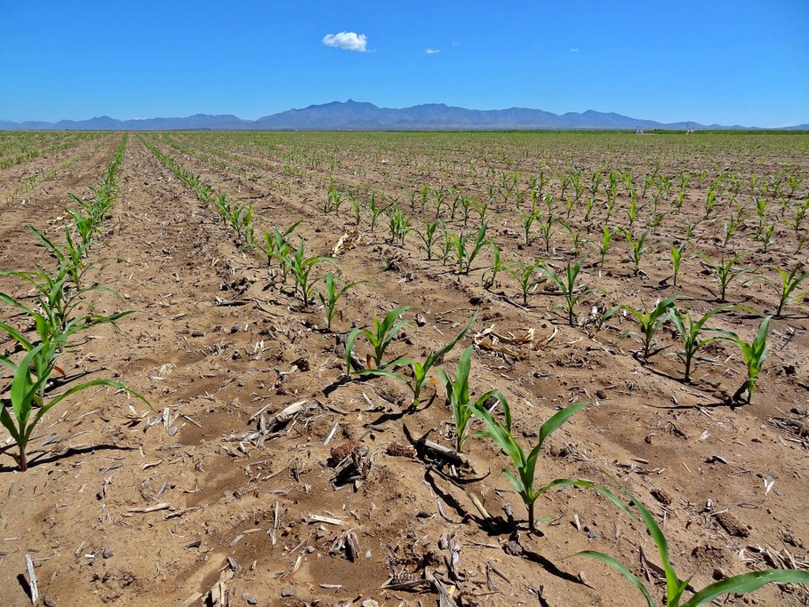 During the 2015 field season, many diverse maize genotypes were studied under drought and well-watered conditions.