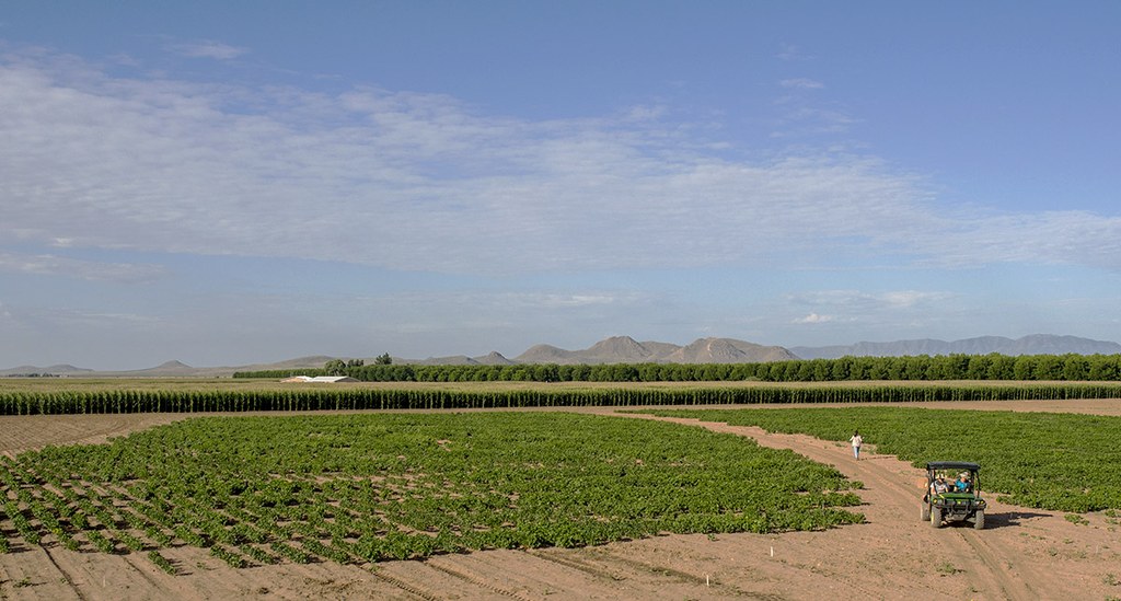 Various bean diversity panels were grown at ARBC in 2015 for drought studies.