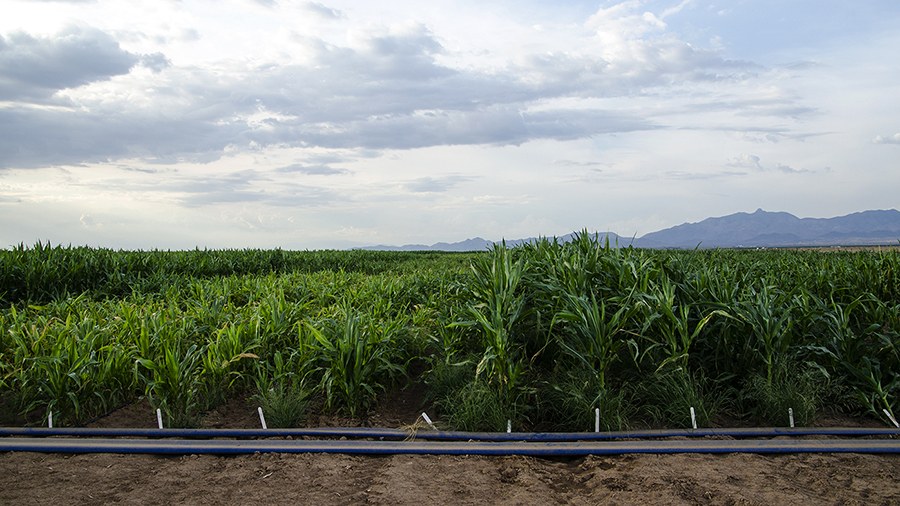 Stress treatments on maize and bean trials were imposed via drip irrigation covering approx. 20 acres total.