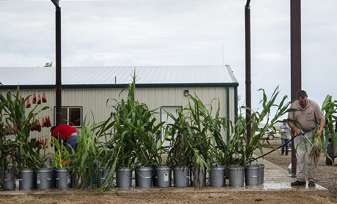 Hundreds of maize root systems were harvested and washed daily for phenotyping.