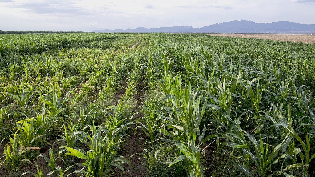 Drought and nitrogen stress trials include over 500 maize lines.