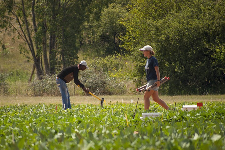Evaluating bean trials at URBC. Photo courtesy of Bob Snyder.