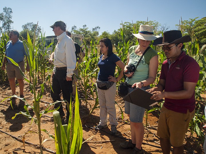 Researchers discuss maize trials at URBC. Photo courtesy of Bob Snyder.