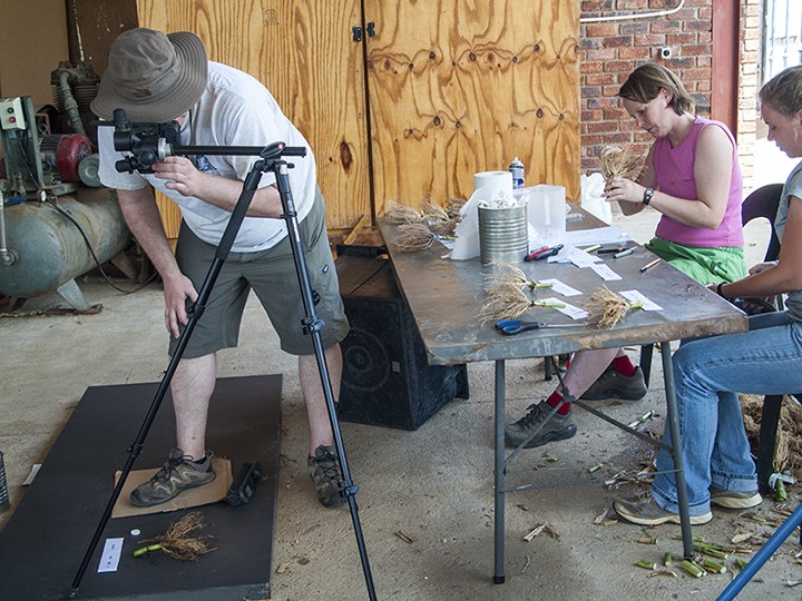Researchers from Juelich, Germany phenotype maize root systems. Photo courtesy of Bob Snyder.