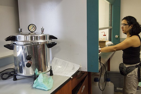 Roots lab graduate student processes samples in the lab at URBC.  Photo courtesy of Bob Snyder.