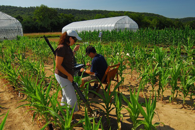 Measuring drought-stressed maize plants. Rainout shelters are moved off field during sunny periods.