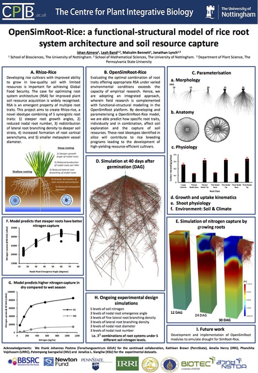 OpenSimRoot-Rice: a functional-structural model of rice root system architecture and soil resource capture