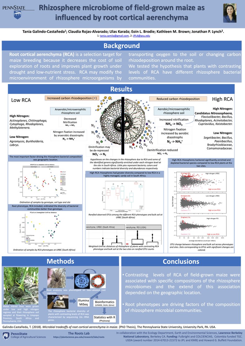 Rhizome microbiome of field-grown maize as influenced by root cortical aerenchyma